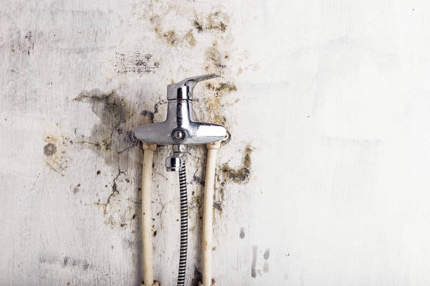 Best Black Mold Removal  in Avilla, AR