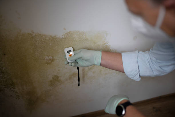 Best Residential Mold Removal  in Avilla, AR