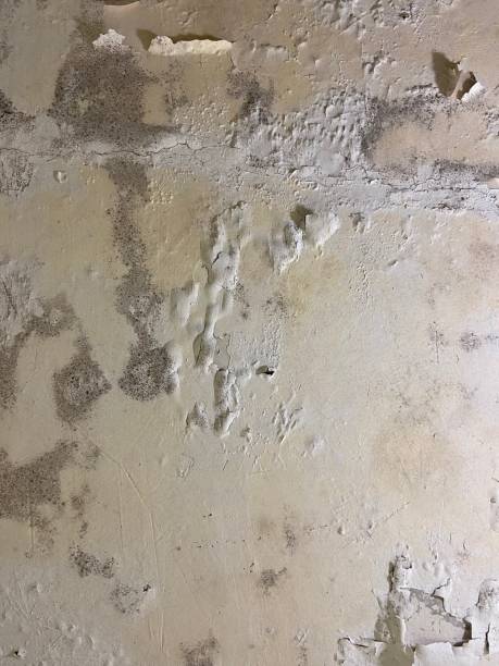 Best Commercial Mold Removal  in Avilla, AR