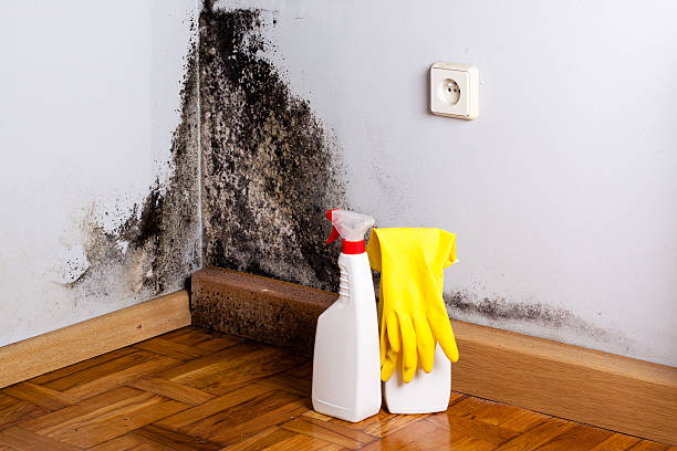 Best Professional Mold Removal  in Avilla, AR