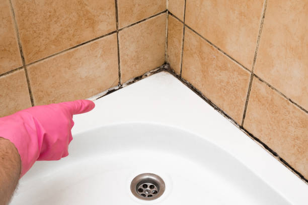 Best Office Mold Removal Services  in Avilla, AR