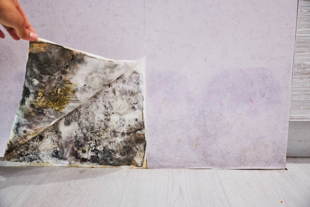 Best Commercial Mold Removal  in Avilla, AR